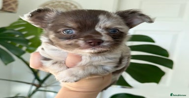 Chihuahua dogs - Advert 14