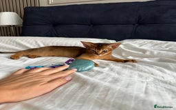 Abyssinian cats for sale: Perfect girl Ready to Go 💝 - Image 14