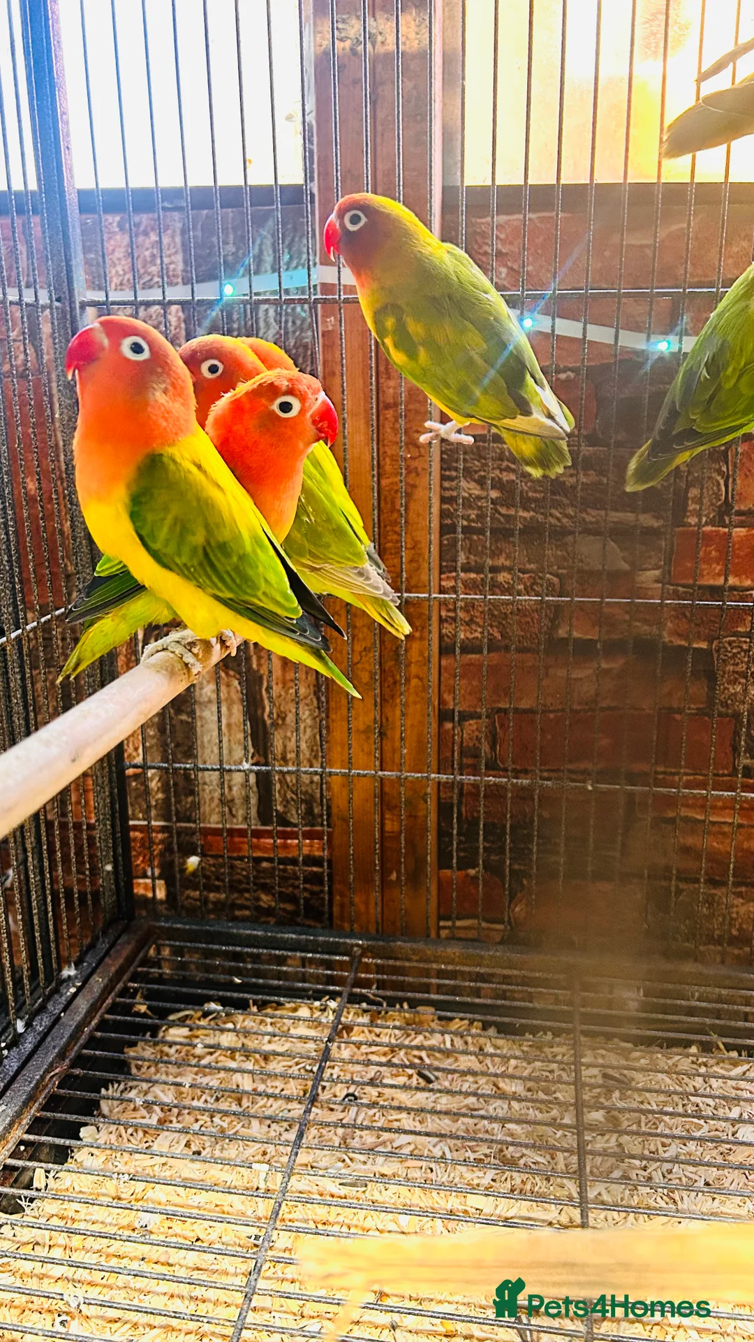 Lovebirds birds for sale: Various Fischer /masked lovebirds for sale  - Advert 8