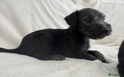 Bedlington Terrier dogs for sale: F1 bedlington terrier x whippet puppies - Image 4
