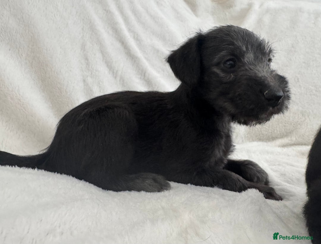 Bedlington Terrier dogs for sale: F1 bedlington terrier x whippet puppies - Image 4