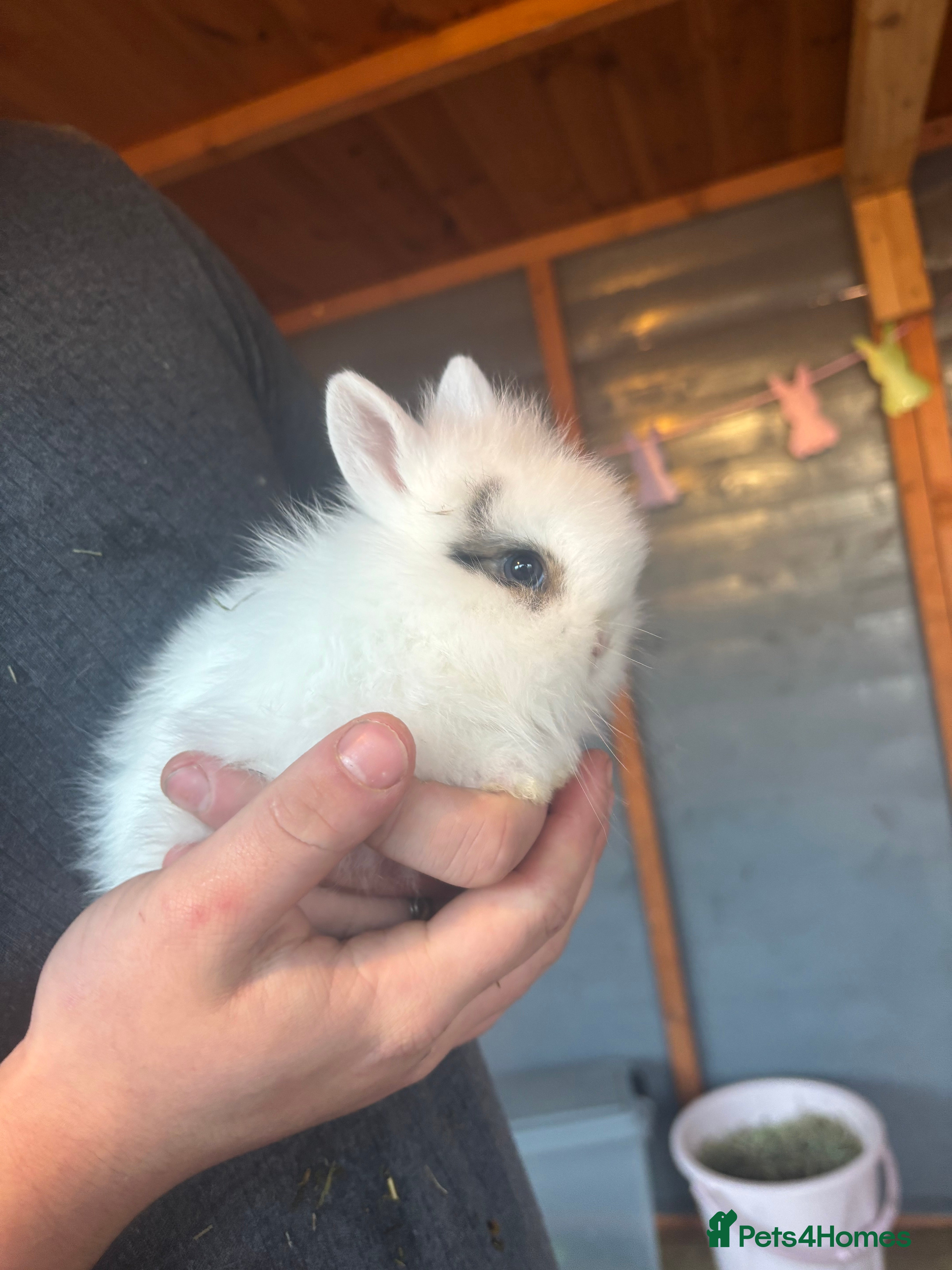 Lionhead rabbits Lion head bunnies available 🐰 - Advert 9