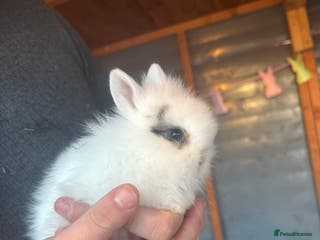 Lionhead rabbits Lion head bunnies available 🐰 - Advert 16