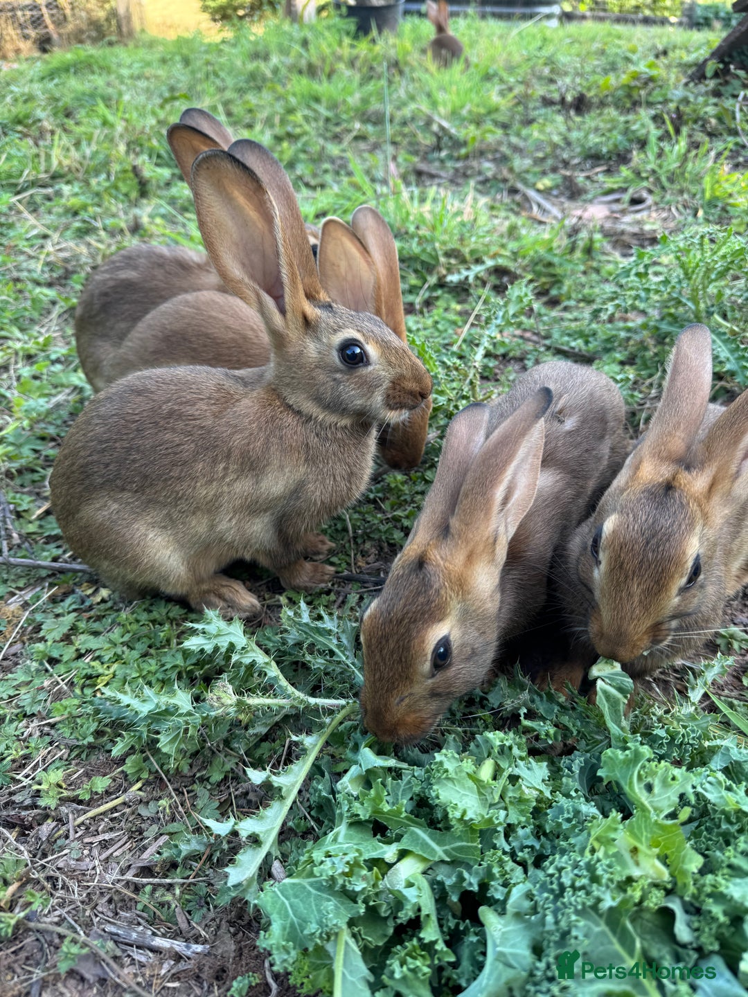 Belgian Hares rabbits for sale: Belgian hares  - Image 5