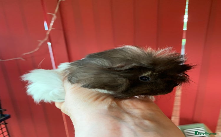 Guinea Pig rodents - Advert 2