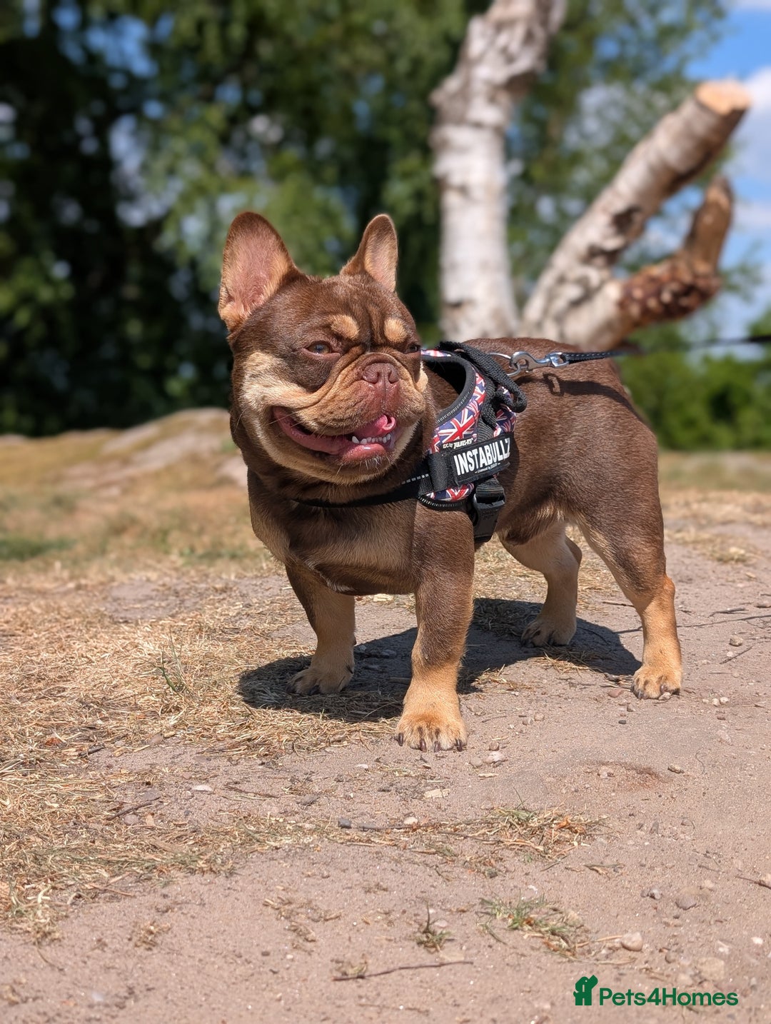 French Bulldog dogs for stud: PINKCREDIBLE - Image 3