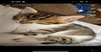 Siberian cats - Advert 15