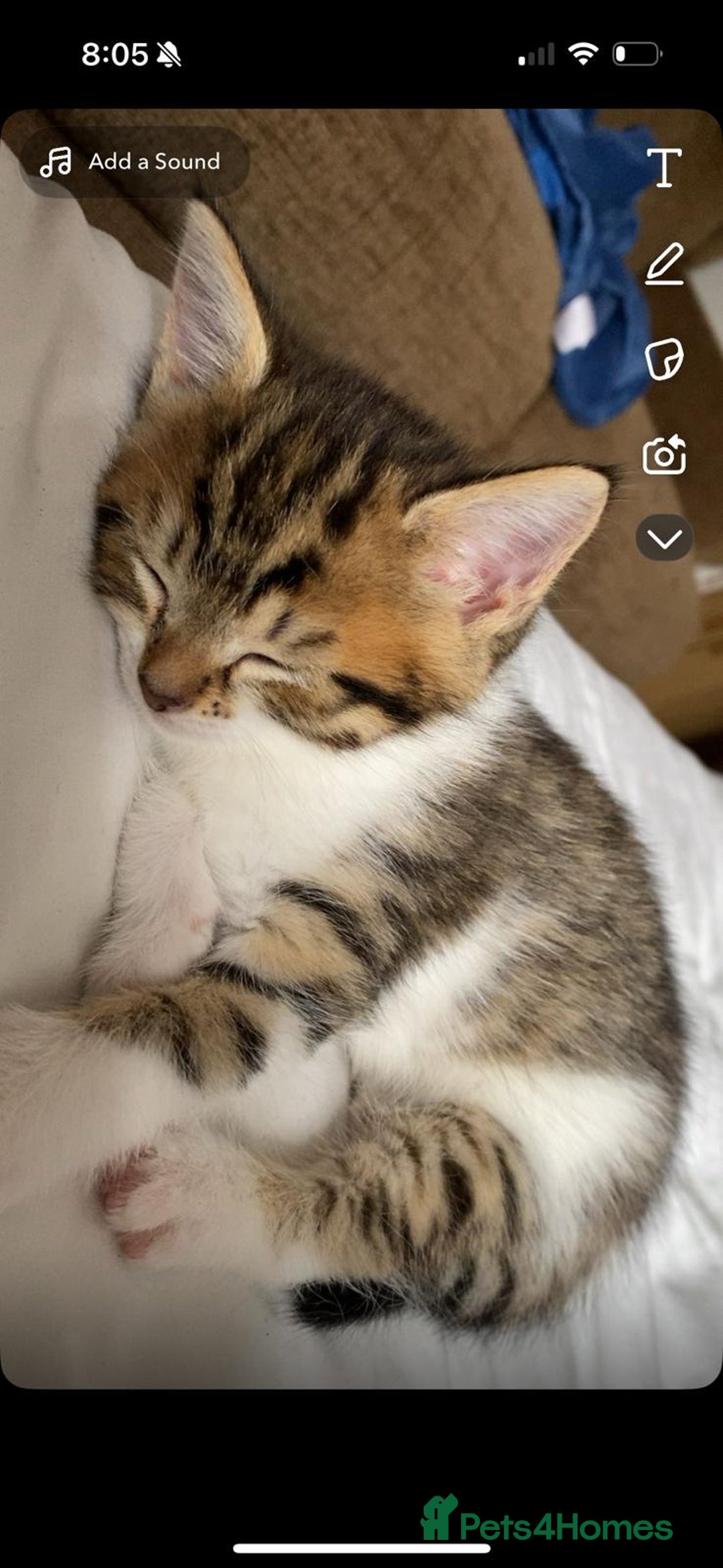 Siberian cats for sale: Siberian mix - Image 3