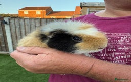 Guinea Pig rodents for sale: 2 male guinea pigs for sale - Image 6