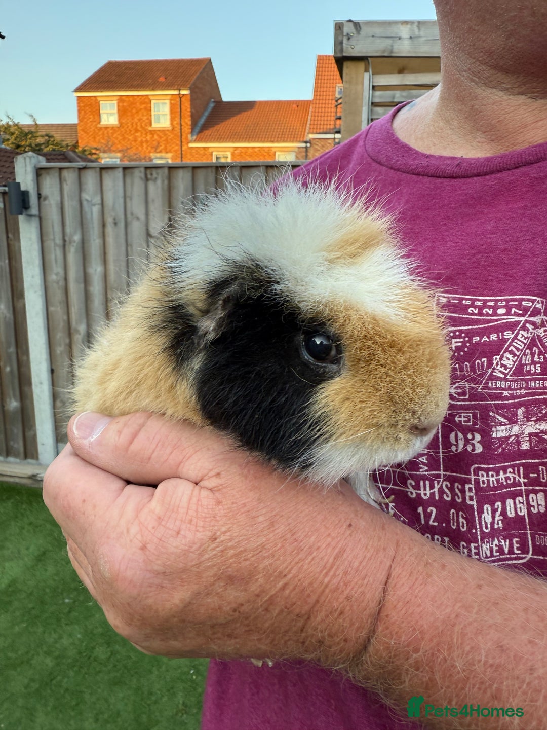 Guinea Pig rodents for sale: 2 male guinea pigs for sale - Image 6