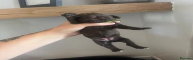 Mixed Breed 3