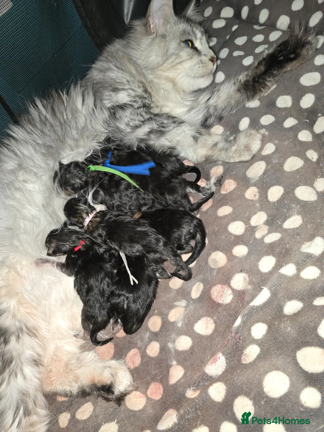 Maine Coon cats for sale: LAST BOY! TiCA Registered Maine Coon Kittens - Advert 15