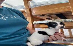 Jack Russell dogs for sale: Stunning little boys and girls - Image 5