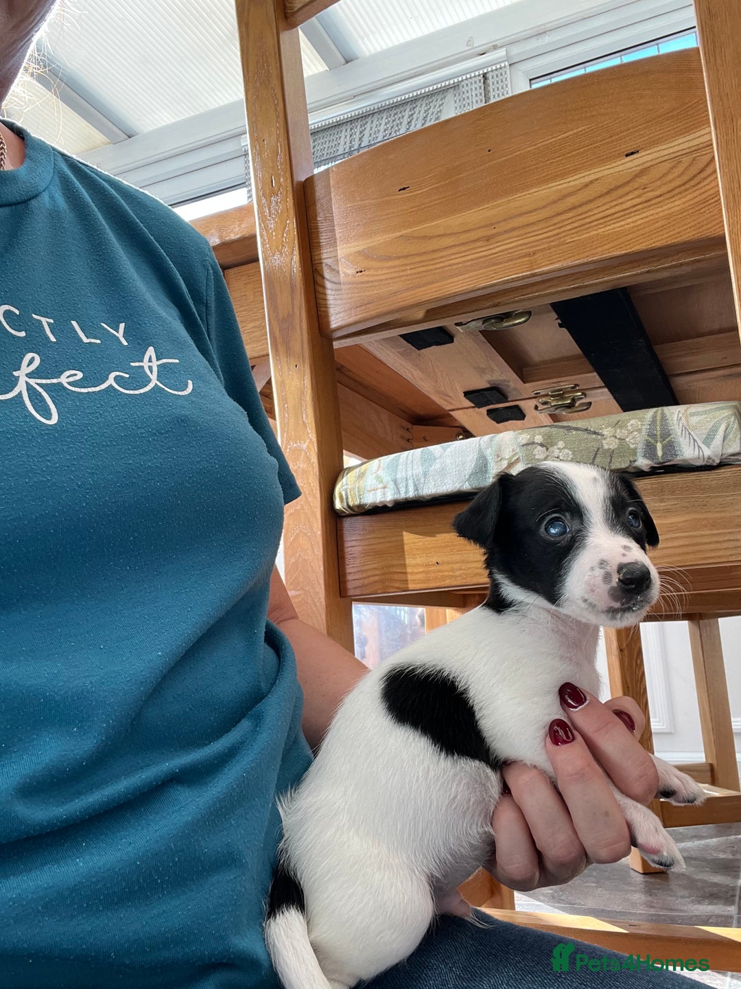 Jack Russell dogs for sale: Stunning little boys and girls - Image 5