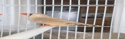 Finches birds for sale: Mixed aviary born Zebra Finch - Advert 10