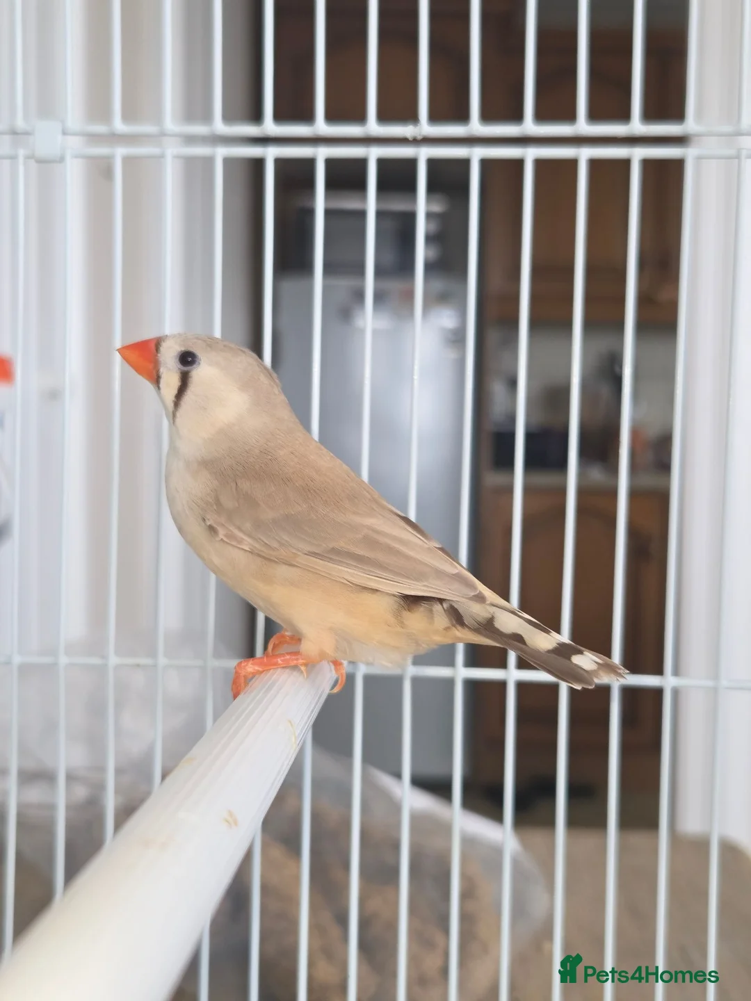 Finches birds for sale: Mixed aviary born Zebra Finch - Advert 10