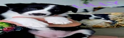 Border Collie dogs for sale: Beautiful Border Collie Pups – DNA Tested Parents  - Advert 4