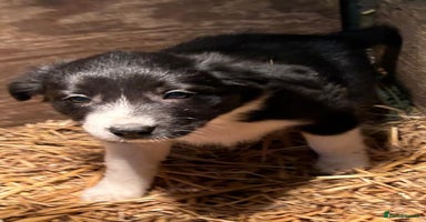 Border Collie dogs - Advert 2