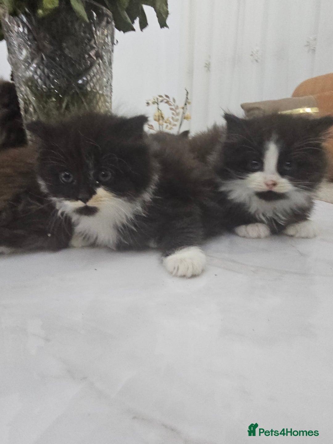 Persian cats for sale: Adorable half perian kittens available now,  - Advert 2