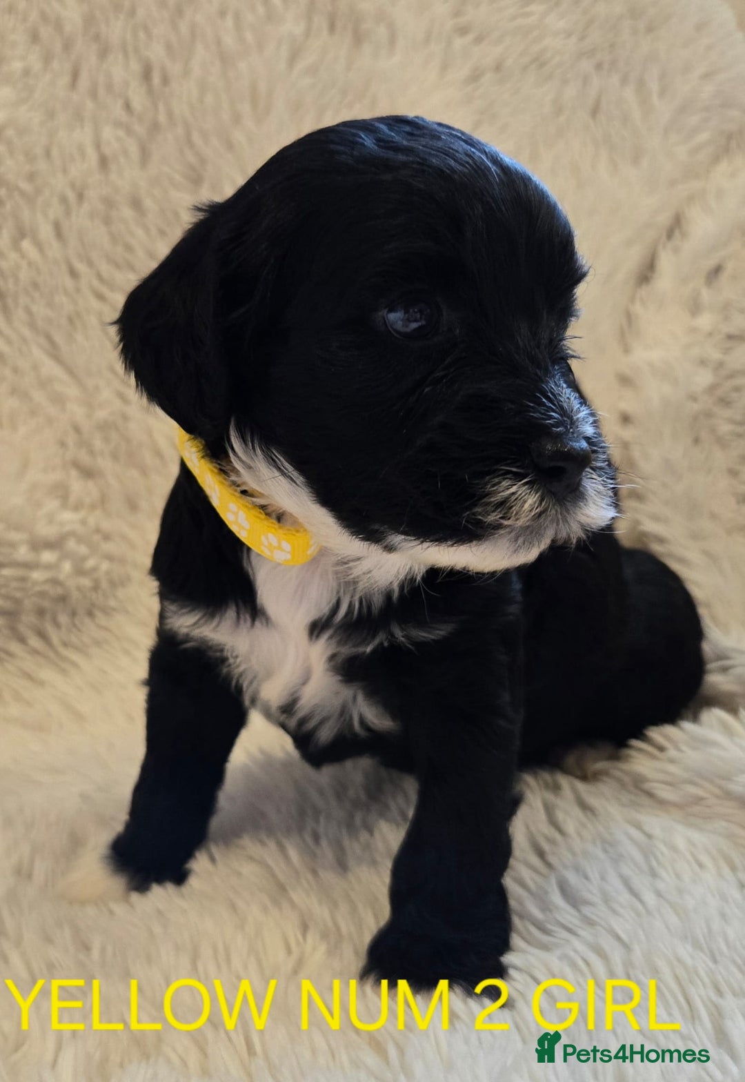Tibetan Terrier dogs for sale: Adorable fluffy TToodle puppies  - Image 26
