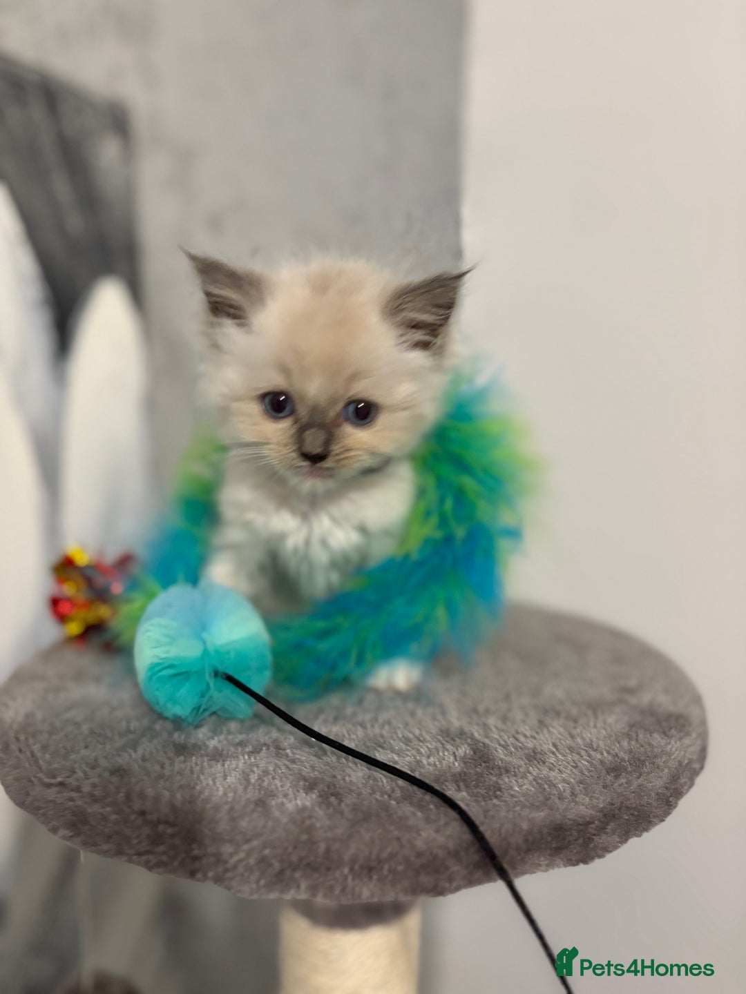 Ragdoll cats for sale: Beautiful ragdoll kittens  - Image 1