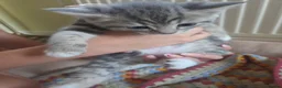 Mixed Breed cats for sale: Adorable Persian cross Tabby kittens  - Advert 6