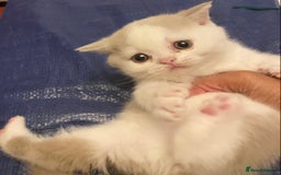 British Shorthair cats for sale: Show quality kittens direct IGrCh, GrCh & Ch lines - Image 11
