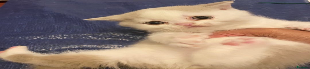 British Shorthair Kitten 3