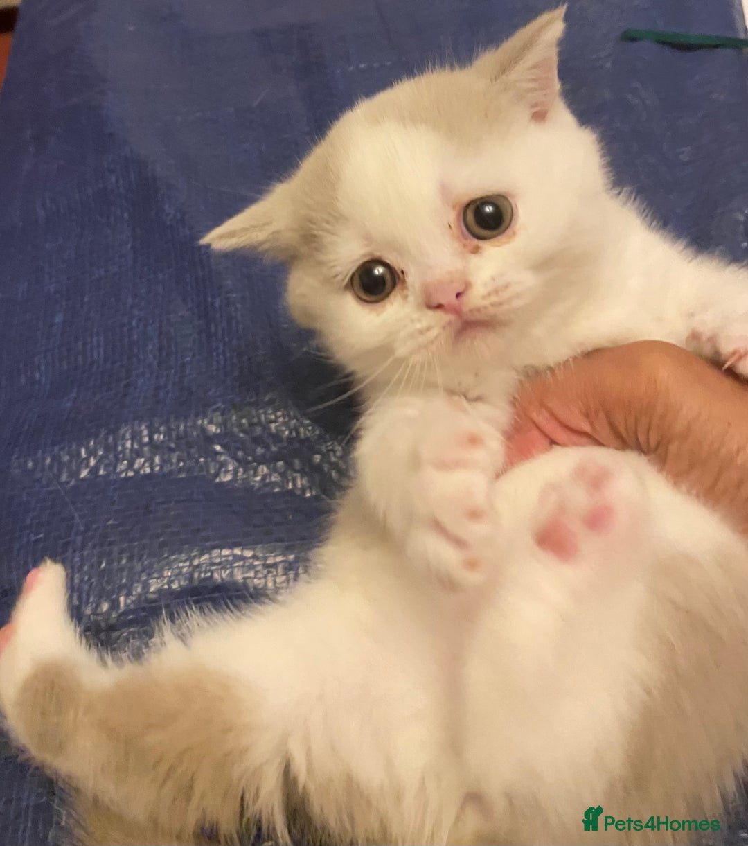 British Shorthair cats for sale: Show quality kittens direct IGrCh, GrCh & Ch lines - Image 11