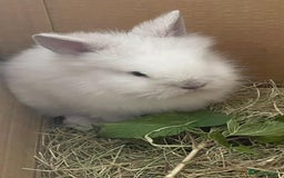 Lionhead rabbits for sale: White Lion head Rabbit - Image 3