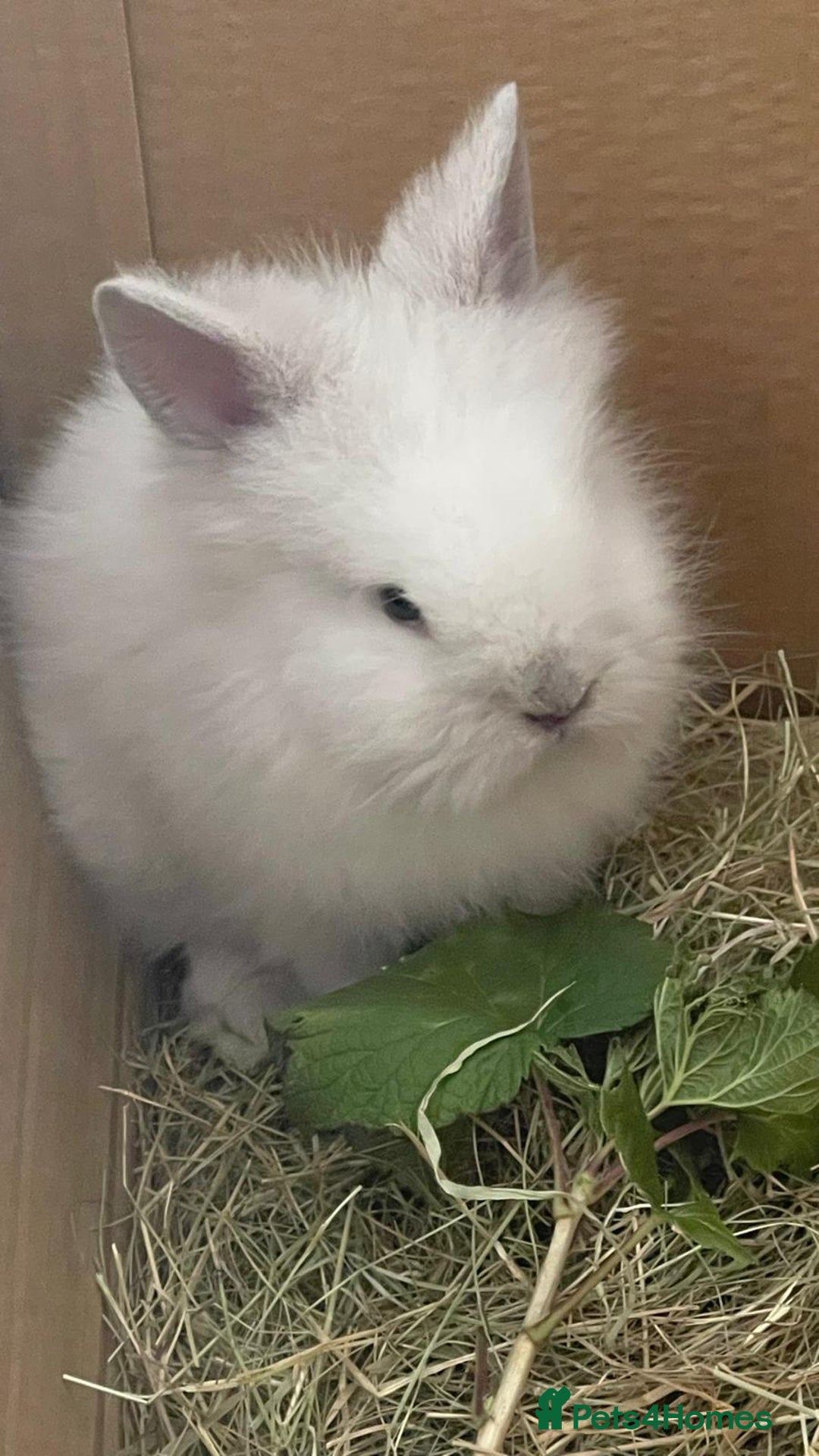 Lionhead rabbits for sale: White Lion head Rabbit - Image 3