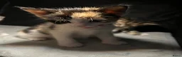 Mixed Breed cats for sale: Beautiful Domestic Shorthair Kittens  🐾 - Advert 17