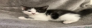 Kitten 3