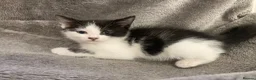 Mixed Breed cats for sale: Beautiful part British blue shorthair kittens  - Advert 10