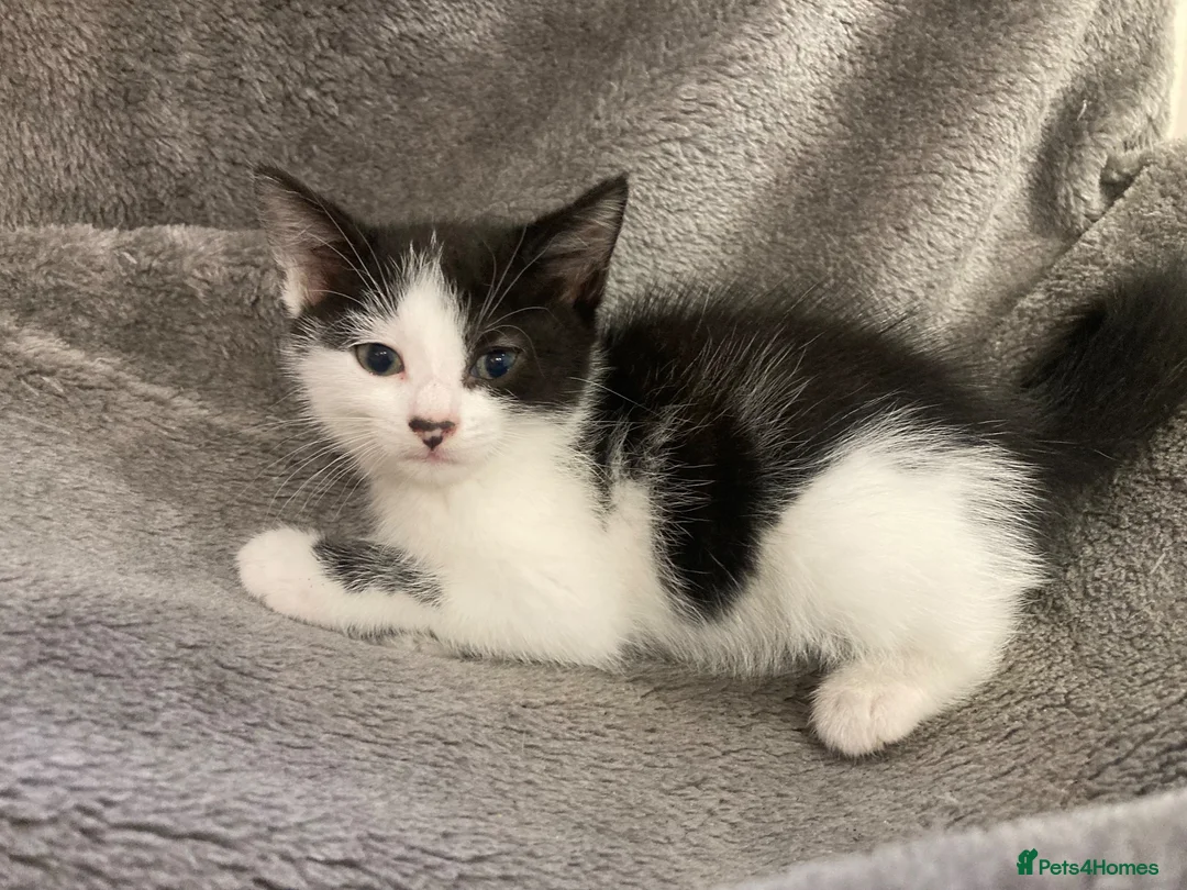 Mixed Breed cats for sale: Beautiful part British blue shorthair kittens  - Advert 10