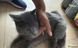 British Shorthair cats for sale: British short hair- male - Image 1