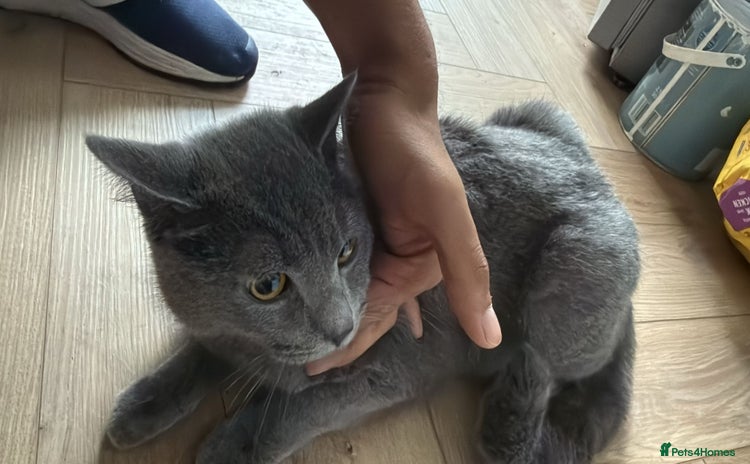 British Shorthair cats - Advert 4