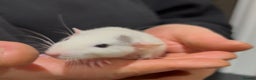 Rat rodents for sale: Baby dumbo rats - Advert 5