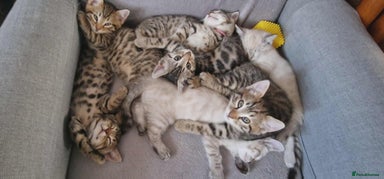 Bengal cats - Advert 13
