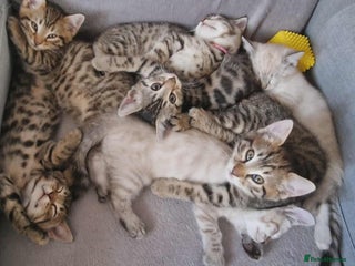 Bengal cats - Advert 3