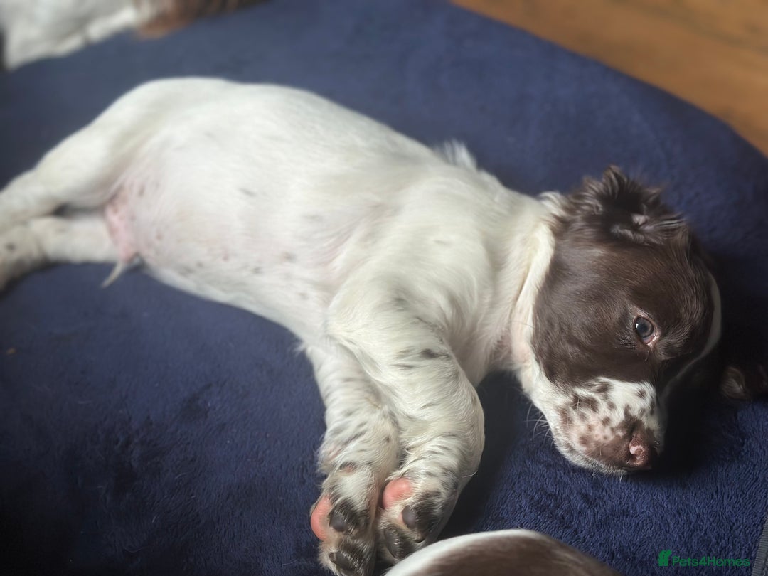 English Springer Spaniel dogs for sale: English Springer Spaniel puppies for sale  - Image 30