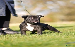 American Bully dogs for sale: 🏆Champion Cole pups 🏆 - Image 12