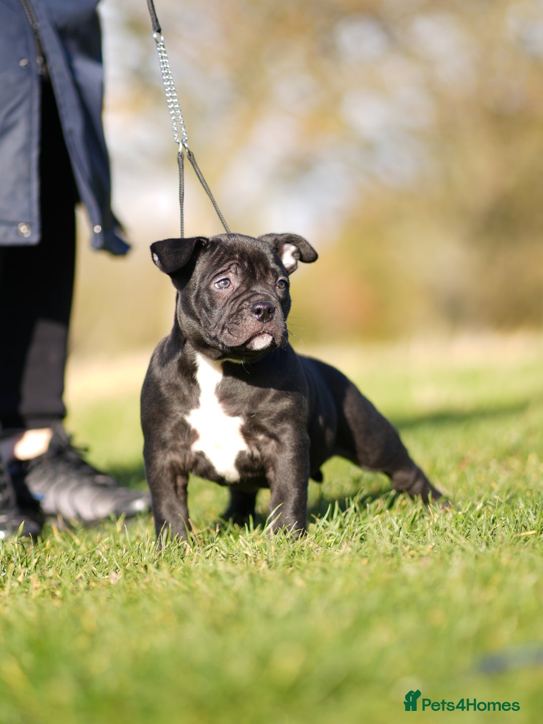 American Bully dogs for sale: 🏆Champion Cole pups 🏆 - Image 12