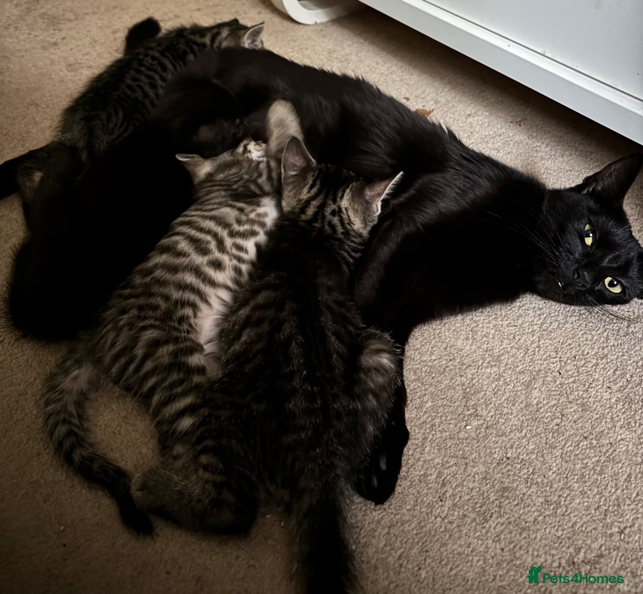 British Shorthair cats 4x MALE KITTENS - Ghost / Mackerel / Spotted Tabby - Advert 1
