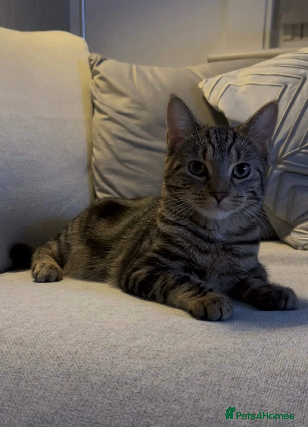 American Shorthair cats for sale: American Shorthair Tabby 2 years old Female in Mitcham - Advert 2