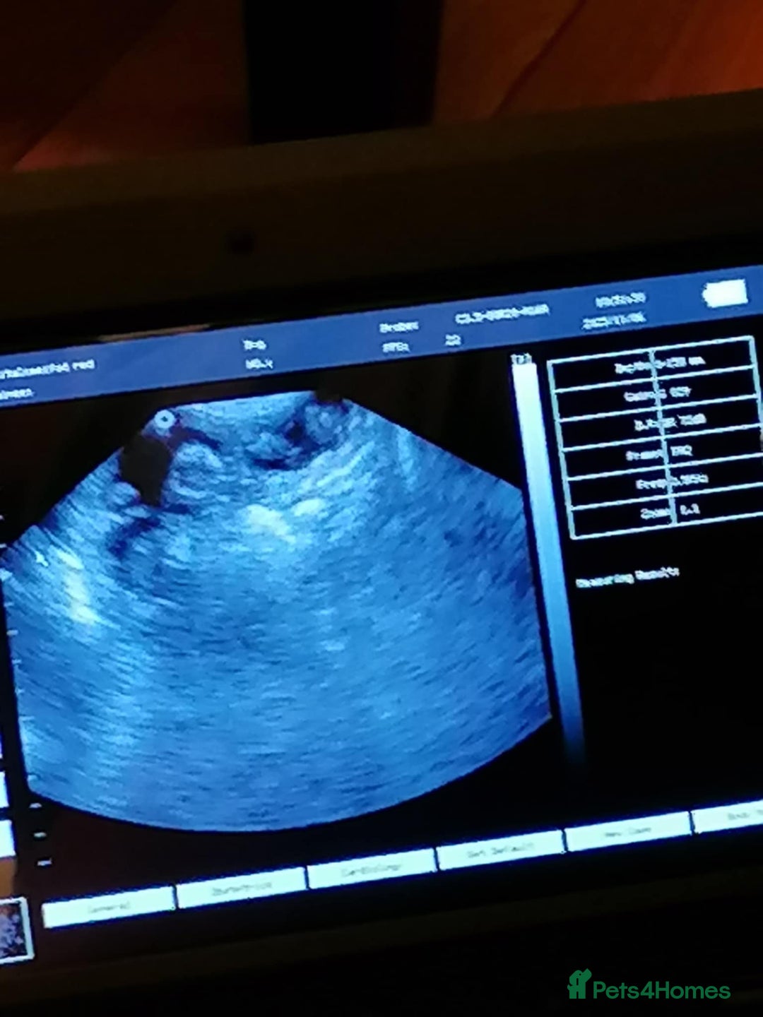 Biewer Terrier dogs for sale: Beautiful Biewer Terrier Pups - Image 4