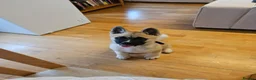 Akita dogs for sale: KC Registered American Akita male puppy 12 weeks in Edinburgh - Advert 9