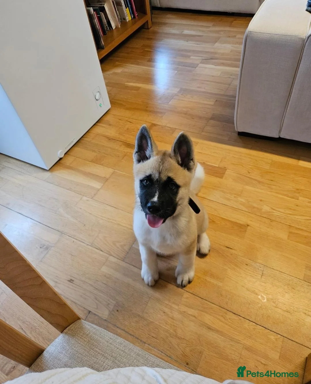 Akita dogs for sale: KC Registered American Akita male puppy 12 weeks in Edinburgh - Advert 9