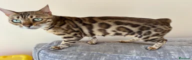 Mirabel