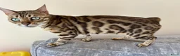 Bengal cats for sale: Beautiful brown rosetted bengal girl - Advert 1